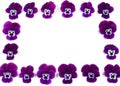 Frame of purple or violet pansies, floral seamless pattern pansy flowers at white background with copy space for your own text. Royalty Free Stock Photo