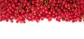 Frame of red currant berries on white background Royalty Free Stock Photo