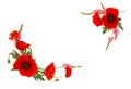 Frame of red poppies Papaver rhoeas, common names: corn poppy, corn rose, field poppy, coquelicot, headwark, pink sainfoins