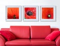 Frame with red poppy flora over the red couch Royalty Free Stock Photo