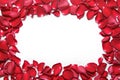 Frame of red rose petals on white background. Valentine's Day, anniversary etc background.