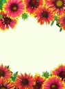 Frame of red and yellow Gaillardia flowers with an empty middle