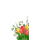 Frame from red and yellow tulips and branches with young leaves on white background. Hand draw flowers watercolor Royalty Free Stock Photo