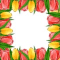 Frame from red and yellow tulips on white background. Hand draw flowers watercolor sketches. Frame template for Royalty Free Stock Photo