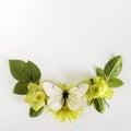 Frame with roses, green flowers leaves and butterflay on white background.