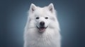 In the frame, a Samoyed stands proud, its portrait a celebration of the breed\'s arctic heritage, in