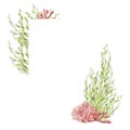 Frame of sea plants, coral watercolor illustration isolated on white background. Pink agar agar seaweed, laminaria hand