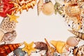 Frame of sea shells on clear background Royalty Free Stock Photo