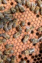 Frame with sealed bee brood. Frame with bees set. Honeybee family with drones on honeycombs with sealed honey Royalty Free Stock Photo