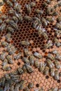 Frame with sealed bee brood. Frame with bees set. Honeybee family with drones on honeycombs with sealed honey Royalty Free Stock Photo