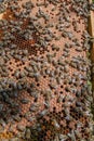 Frame with sealed bee brood. Frame with bees set. Honeybee family with drones on honeycombs with sealed honey Royalty Free Stock Photo