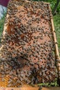 Frame with sealed bee brood. Frame with bees set. Honeybee family with drones on honeycombs with sealed honey Royalty Free Stock Photo