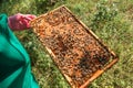 Frame with sealed bee brood in the hands of a beekeeper. Frame with bees set. Honeybee family with drones on honeycombs with Royalty Free Stock Photo