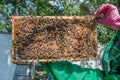 Frame with sealed bee brood in the hands of a beekeeper. Frame with bees set. Honeybee family with drones on honeycombs with Royalty Free Stock Photo