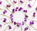 A frame of small forest flowers purple violets on white background with copy space Royalty Free Stock Photo