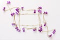 A frame of small forest flowers purple violets on white background with space for text Royalty Free Stock Photo