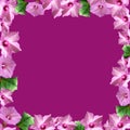 frame of small pink flowers on purple magenta background, delicate background with magenta flowers, outline of small flowers Royalty Free Stock Photo