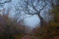 in the frame snag with fallen leaves foggy autumn day, landscape