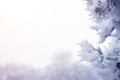 Frame of snowy tree branches against blue sky during the snowfall with copy space for text winter Royalty Free Stock Photo