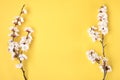 Frame from sprigs of the apricot tree with flowers on yellow background.