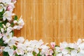 Frame of spring flowers of sakura on bamboo background. Beautiful cherry blossom sakura in springtime Royalty Free Stock Photo