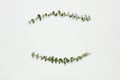 Frame with spring green twigs of plants on gray background top view flat lay copy space. Decorative plant branch, rustic