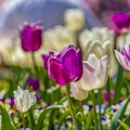 Frame Square Close up of dainty tulips with exquisite purple and white petals on a sunny day
