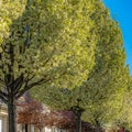 Frame Frame Square Row of white flowering trees in front of houses with landscaped yards Royalty Free Stock Photo