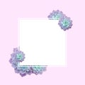 Frame of succulents for text. Succulents closeup. Elements of a tropical plant for design