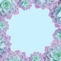 Frame of succulents for text. Succulents closeup. Elements of a tropical plant for design