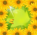 frame of sunflower with a butterfly