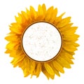 The frame with a sunflower. Royalty Free Stock Photo