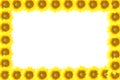 Frame sunflower Royalty Free Stock Photo