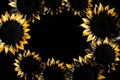 Frame of sunflowers on a black background, Copy space