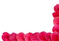 Frame-template made of a row of real pink petals isolated on white background