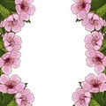 Frame for text with spring flowers of pink cherry, sakura, on a white background. Idea for design postcard, invitation, background