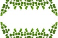 Frame texture of birch branches with foliage with empty space for text decoration. White background