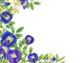 Frame with Thai blue and yellow flowers. Tropical plant, Ipomoea, clitoria ternatea, bluebellvine. Watercolor illustration