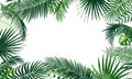 Frame of tropical foliage. Border with palm branch, leaves, monstera, green exotic grass. Rainforest concept, banner. Floral