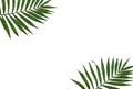 Frame of tropical leaves palm tree on a white background with space for text. Top view, flat lay Royalty Free Stock Photo