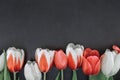 Frame of tulips on black stone background with copy space for me Royalty Free Stock Photo