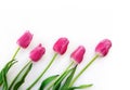Frame of tulips, five flowers of pink tulip on white fabric, canvas background