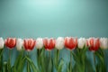 Frame of tulips multicolored on a light turquoise background Royalty Free Stock Photo