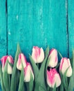 Frame of tulips on turquoise rustic wooden background. Spring fl Royalty Free Stock Photo