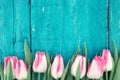 Frame of tulips on turquoise rustic wooden background. Spring fl Royalty Free Stock Photo