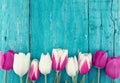 Frame of tulips on turquoise rustic wooden background. Spring fl Royalty Free Stock Photo