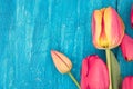 Frame of tulips on turquoise rustic wooden background. Spring fl Royalty Free Stock Photo