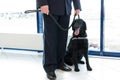 Frame view of a black dog for detecting drugs at the airport standing near the customs guard. Horizontal view Royalty Free Stock Photo