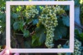 Frame of vinegrapes Royalty Free Stock Photo