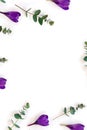 Frame of violet crocuses with green eucalyptus leaves and branches on a white background with space for text. Spring flowers Royalty Free Stock Photo